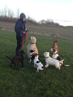 waltham abbey dog trainer training en9