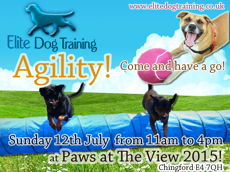 Dog Agility Training in Chingford near Station road